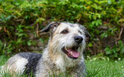 A dog in Toronto laying in the grass