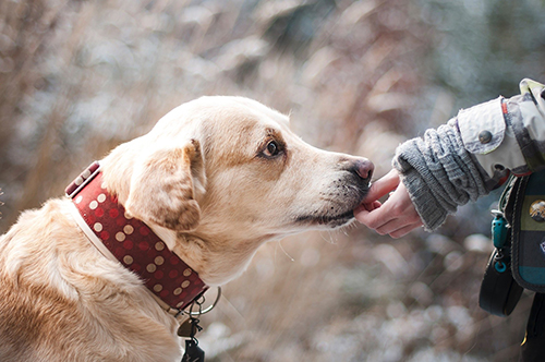 A Toronto pet owner giving a treat to a yellow dog