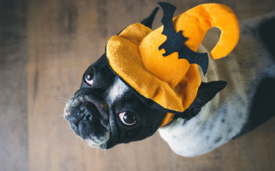 Halloween Safety and Your Pets