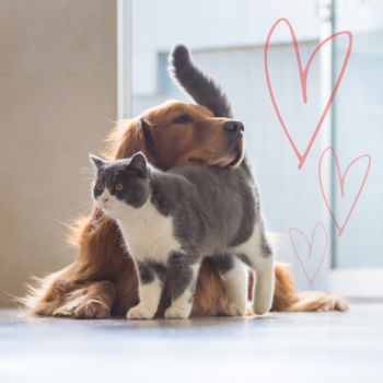 What Your Pet REALLY Wants for Valentine’s Day!