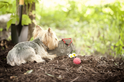 A sad dog laying on the grave of another dog