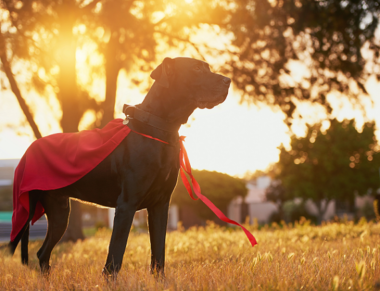 Could Your Pet Be a Life-Saving Hero?