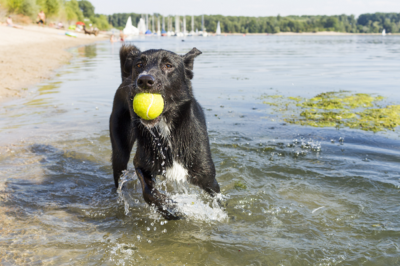 Blue-Green Algae: Danger Lurking in the Water