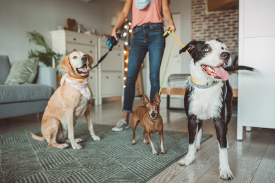 Ready to travel? Choose the best pet sitter for your pets!