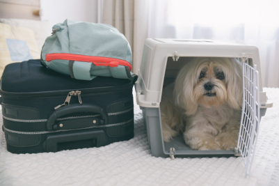 Pet Owner’s Guide to Emergency Preparedness