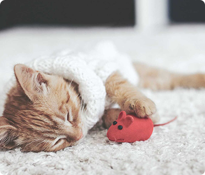 An orange cat wearing a white sweater playing with a red mouse