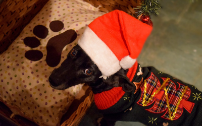 A black dog wearing a Santa hat and Christmas sweater