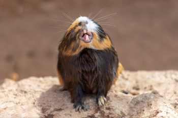 Guinea pig yawning and showing teeth at animal hospital