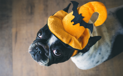 A french bulldog wearing a Halloween hat
