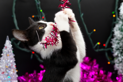 A black and white kitten playing with Christmas decorations