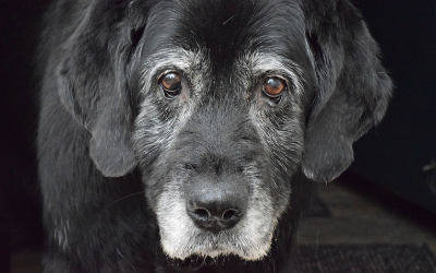 A senior black dog with grey around its face