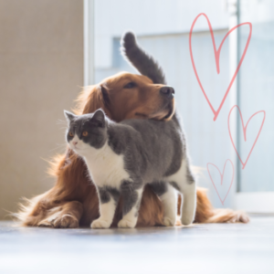 Dog and cat cuddling at animal hospital
