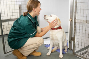 A veterinarian examining a yellow Labrador