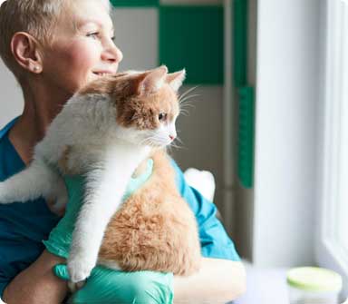 A vet tech holding a cat up to a window