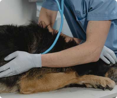 A Toronto veterinarian performing an exam on a large dog