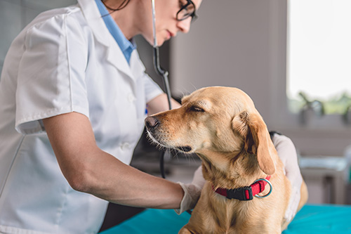 A veterinarian examining a yellow dog