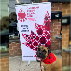 Berlynn (blood donor information) outside Roncesvalles Animal Hospital
